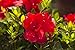 Photo Encore Azalea Autumn Bonfire (1 Gallon) Red Flowering Shrub - Full Sun Live Outdoor Plant new bestseller 2024-2023