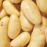 Banana Potato - 6 Seed Potatoes Photo, bestseller 2024-2023 new, best price $16.97 ($2.83 / Count) review
