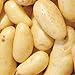 Photo Banana Potato - 6 Seed Potatoes new bestseller 2024-2023
