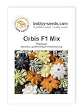 Orbis F1 Kürbissamen von Bobby-Seeds, Portion Foto, Bestseller 2024-2023 neu, bester Preis 2,75 € Rezension