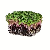 Radish Sprouting Seed - Red Arrow Variety - 1 Lb Seed Pouch - Heirloom Radish Sprouts - Non-GMO Sprouting and Microgreens Photo, bestseller 2024-2023 new, best price $19.58 review