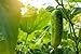 Photo Spacemaster 80 Cucumber Seeds - 50 Seeds Non-GMO new bestseller 2024-2023