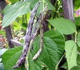 Heirloom Rattlesnake Pole Bean Seeds by Stonysoil Seed Company Photo, bestseller 2024-2023 new, best price $4.10 review