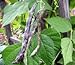 Photo Heirloom Rattlesnake Pole Bean Seeds by Stonysoil Seed Company new bestseller 2024-2023