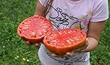Portal Cool 25 semillas de tomate gigante filete (filete de Super Tomate) Foto, éxito de ventas 2024-2023 nuevo, mejor precio 3,99 € revisión