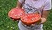 Foto Portal Cool 25 semillas de tomate gigante filete (filete de Super Tomate) nuevo éxito de ventas 2024-2023