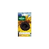 Vilmorin - Paquete semillas Sol girasol flor gigante Foto, éxito de ventas 2024-2023 nuevo, mejor precio 5,90 € revisión