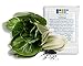 Photo 1000 Pak Choi Seeds for Planting - 3+ Grams - White Stem - Heirloom Non-GMO Vegetable Seeds for Planting - AKA Bok Choy, Pok Choi, Chinese Cabbage new bestseller 2024-2023