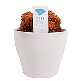 Costa Farms, Premium Live Indoor Desert Gems Orange Cacti, Tabletop Plant, White Gloss Euro Ceramic Decorator Pot, Shipped Fresh From Our Farm, Excellent Gift Photo, bestseller 2024-2023 new, best price $33.99 review