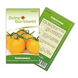 Stabtomaten Goldene Königin Samen - Solanum lycopersicum - Tomatensamen - Gemüsesamen - Saatgut für 20 Pflanzen Foto, Bestseller 2024-2023 neu, bester Preis 1,99 € (0,10 € / stück) Rezension