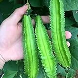 20 Pcs Non-GMO Winged Bean Seeds Psophocarpus Tetragonolobus Natural Green Seeds,for Growing Seeds in The Garden or Home Vegetable Garden Photo, bestseller 2024-2023 new, best price $8.99 review