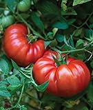 Burpee Steakhouse Hybrid 25 Non-GMO Large Beefsteak Garden Produces Giant 3 LB Fresh Tomatoes | Vegetable Seeds for Planting Photo, bestseller 2024-2023 new, best price $8.06 ($0.32 / Count) review