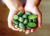 Mouse Melon Seeds | 20 Seeds | Grow This Exotic and Rare Garden Fruit | Cucamelon Seeds, Tiny Fruit to Grow Photo, bestseller 2024-2023 new, best price $6.96 ($0.35 / Count) review