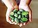 Photo Mouse Melon Seeds | 20 Seeds | Grow This Exotic and Rare Garden Fruit | Cucamelon Seeds, Tiny Fruit to Grow new bestseller 2024-2023
