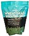 Photo Wheatgrass Seeds | Non GMO | Grown in USA Wheat Grass Seeds | from Our Farm to Your Table (1 Pound) new bestseller 2024-2023