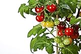 50 Tiny Tim Tomato Seeds - Patio Tomato, Dwarf Heirloom, Cherry Tomato - by RDR Seeds Photo, bestseller 2024-2023 new, best price $12.99 ($0.26 / Count) review