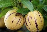 100+ Pepino Melon Seeds Ginseng Fruit Seeds for Planting Photo, bestseller 2024-2023 new, best price $7.99 ($0.08 / Count) review