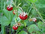 Strawberry Seeds, Woodland Wild Strawberry Fruit/Plant Seeds, 150 Strawberry Seeds Per Packet, Non GMO Seeds, (Fragaria vesca), Isla's Garden Seeds Photo, bestseller 2024-2023 new, best price $6.75 ($0.04 / Count) review