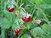 Photo Strawberry Seeds, Woodland Wild Strawberry Fruit/Plant Seeds, 150 Strawberry Seeds Per Packet, Non GMO Seeds, (Fragaria vesca), Isla's Garden Seeds new bestseller 2024-2023