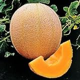 Seed Kingdom Cantaloupe Hales Best Jumbo Melon Heirloom Vegetable 3,000 Seeds Photo, bestseller 2024-2023 new, best price $12.45 review