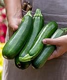 Burpee Fordhook Zucchini Summer Squash Seeds 50 seeds Photo, bestseller 2024-2023 new, best price $7.16 review
