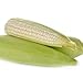 Photo David's Garden Seeds Corn Dent Hickory King 2993 (White) 50 Non-GMO, Heirloom Seeds new bestseller 2024-2023