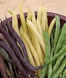 Burpee Three Color Blend Bush Bean Seeds 2 ounces of seed Photo, bestseller 2024-2023 new, best price $5.66 review