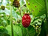 Alpine Wild Strawberry Deesse des Valles Runnerless Remontant About 100 Seeds Photo, bestseller 2024-2023 new, best price $6.99 review