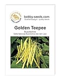 Bohnensamen Golden Teepee Buschbohne Portion Foto, Bestseller 2024-2023 neu, bester Preis 1,75 € Rezension