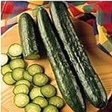 Sweeter Yet Cucumbers Seeds (20+ Seeds) | Non GMO | Vegetable Fruit Herb Flower Seeds for Planting | Home Garden Greenhouse Pack Photo, bestseller 2024-2023 new, best price $3.69 ($0.18 / Count) review