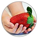 Riesenerdbeeren - Fragaria Ananassa - Erdbeersamen - 50 Samen - Größte Erdbeere Der Welt - Intensiver Geschmack - Vitaminreich Foto, Bestseller 2024-2023 neu, bester Preis 3,49 € (0,07 € / stück) Rezension