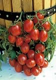 Salerno Seeds Grape Tomato Crovarese Pomodoro Heirloom Tomato 3 Grams Made in Italy Italian Non-GMO Photo, bestseller 2024-2023 new, best price $4.99 review