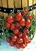 Photo Salerno Seeds Grape Tomato Crovarese Pomodoro Heirloom Tomato 3 Grams Made in Italy Italian Non-GMO new bestseller 2024-2023