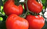 250 Tomato Seeds Manitoba| Non-GMO | Fresh Garden Seeds Photo, bestseller 2024-2023 new, best price $5.95 ($0.02 / Count) review
