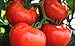 Photo 250 Tomato Seeds Manitoba| Non-GMO | Fresh Garden Seeds new bestseller 2024-2023