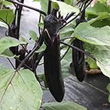 Millionaire Purple Hybrid Eggplant Garden Seeds - 25 Seeds - Non-GMO, Vegetable Gardening Seed - Egg Plant Photo, bestseller 2024-2023 new, best price $3.79 review