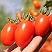 Photo Roma Tomato Seeds (50 Seeds) new bestseller 2024-2023