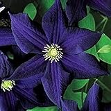 50 Dark Purple Clematis Seeds Bloom Climbing Perennial Flowers Seed Flower Vine Climbing Perennial Photo, bestseller 2024-2023 new, best price $9.99 review