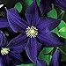 Photo 50 Dark Purple Clematis Seeds Bloom Climbing Perennial Flowers Seed Flower Vine Climbing Perennial new bestseller 2024-2023