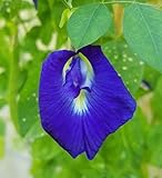 Butterfly Pea Vine Seeds: Rich Royal Blue, Clitoria ternatea, Bunga telang, Edible/Tea and Decorative, Butterfly Garden/Host Plant (20+ Seeds) from USA! Photo, bestseller 2024-2023 new, best price $6.99 review