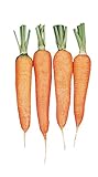 Burpee Touchon Carrot Seeds 3500 seeds Photo, bestseller 2024-2023 new, best price $6.57 review
