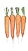 Photo Burpee Touchon Carrot Seeds 3500 seeds new bestseller 2024-2023