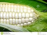 Weisser Mais - Zuckermais - 20 Samen - sehr süßer asiatischer Maissamen Foto, Bestseller 2024-2023 neu, bester Preis 2,29 € Rezension