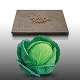 100 graines - CHOU CABUS - de Brunswick - Brassica oleracea Photo, best-seller 2024-2023 nouveau, meilleur prix 2,19 € (0,02 € / unité) examen