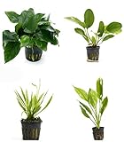 4 Potted Live Aquarium Plants Bundle - Anubia, Amazon Sword, Kleiner Bar, Narrow Leaf Photo, bestseller 2024-2023 new, best price $26.75 review