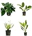 Photo 4 Potted Live Aquarium Plants Bundle - Anubia, Amazon Sword, Kleiner Bar, Narrow Leaf new bestseller 2024-2023