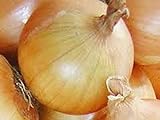 Onion, Texas Early Grano Onion Seeds, Heirloom, Non GMO 25+ Seeds, Short Day, Vidiala Type Photo, bestseller 2024-2023 new, best price $1.99 review