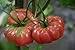 Photo 75+ Giant Belgium Tomato Seeds- Heirloom Variety new bestseller 2024-2023