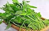 Swamp Cabbage 100PCS Seeds Delicious Green Leaf Vegetable Yard Garden Plant Photo, bestseller 2024-2023 new, best price $11.99 review