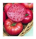 75+ Mortgage Lifter Tomato Seeds- Heirloom Variety- by Ohio Heirloom Seeds Photo, bestseller 2024-2023 new, best price $5.79 review